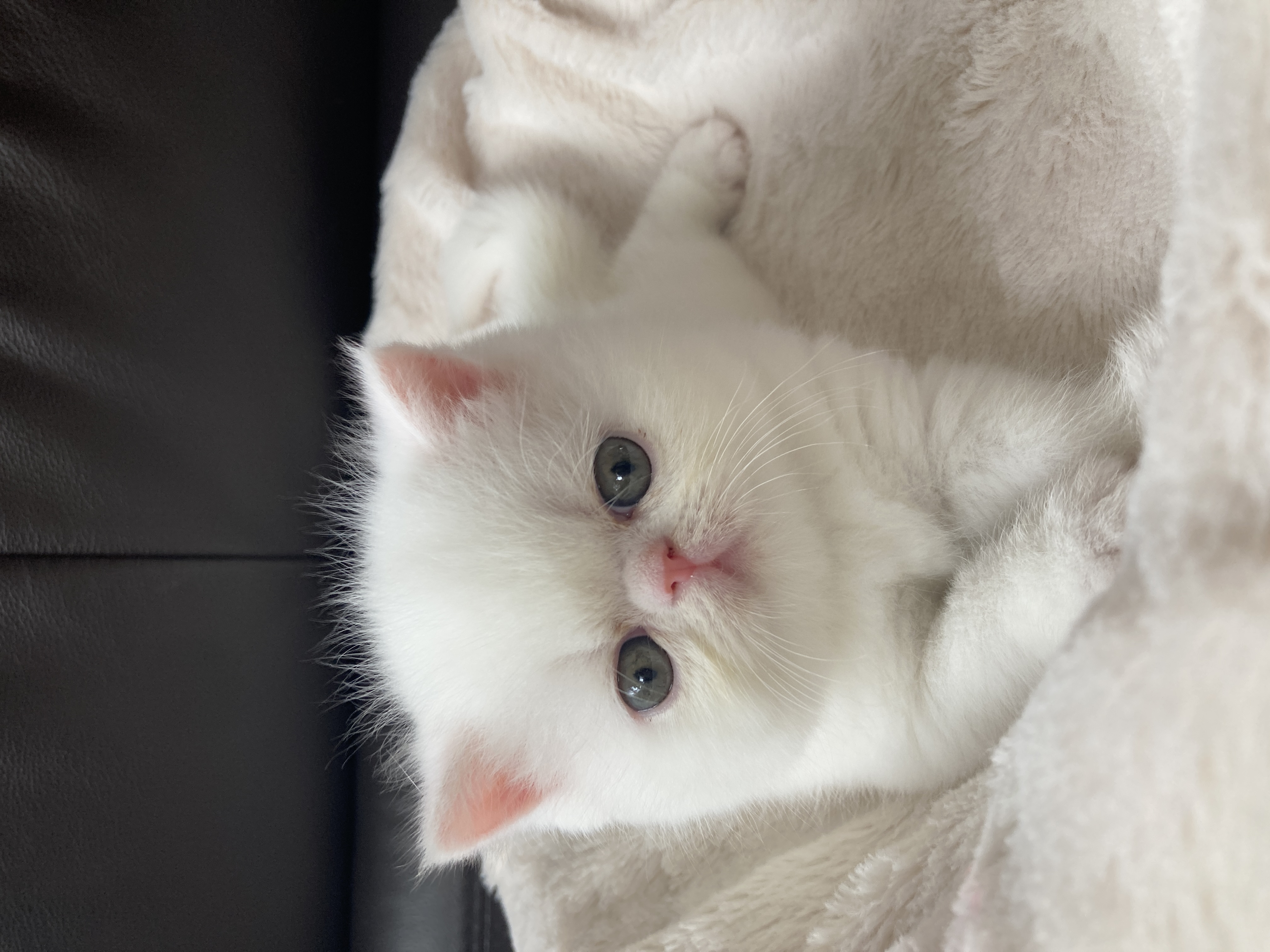 エキゾチックショートヘア子猫の写真