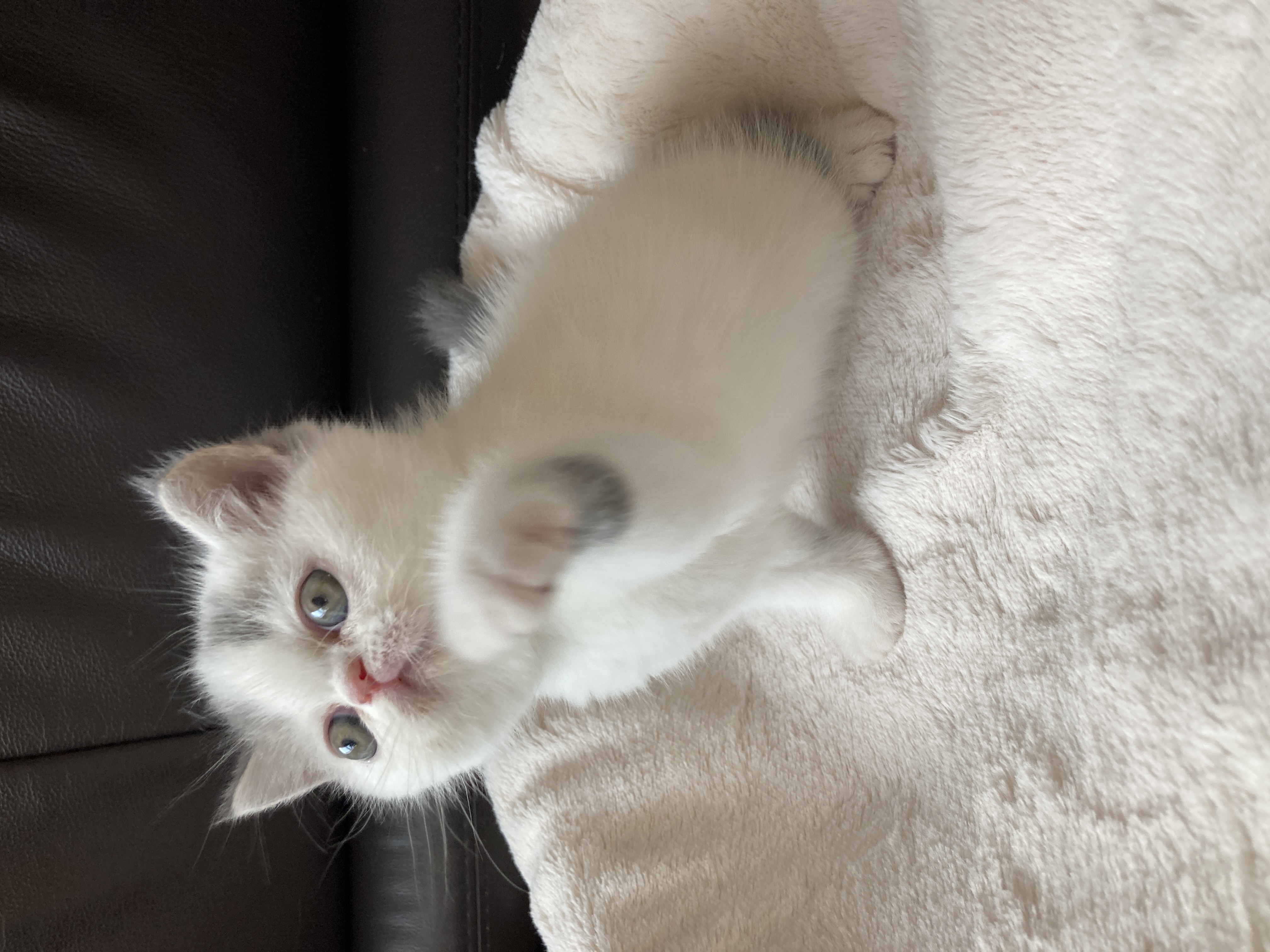 エキゾチックショートヘア子猫の写真