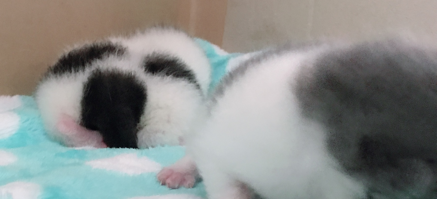 エキゾチックショートヘアの写真