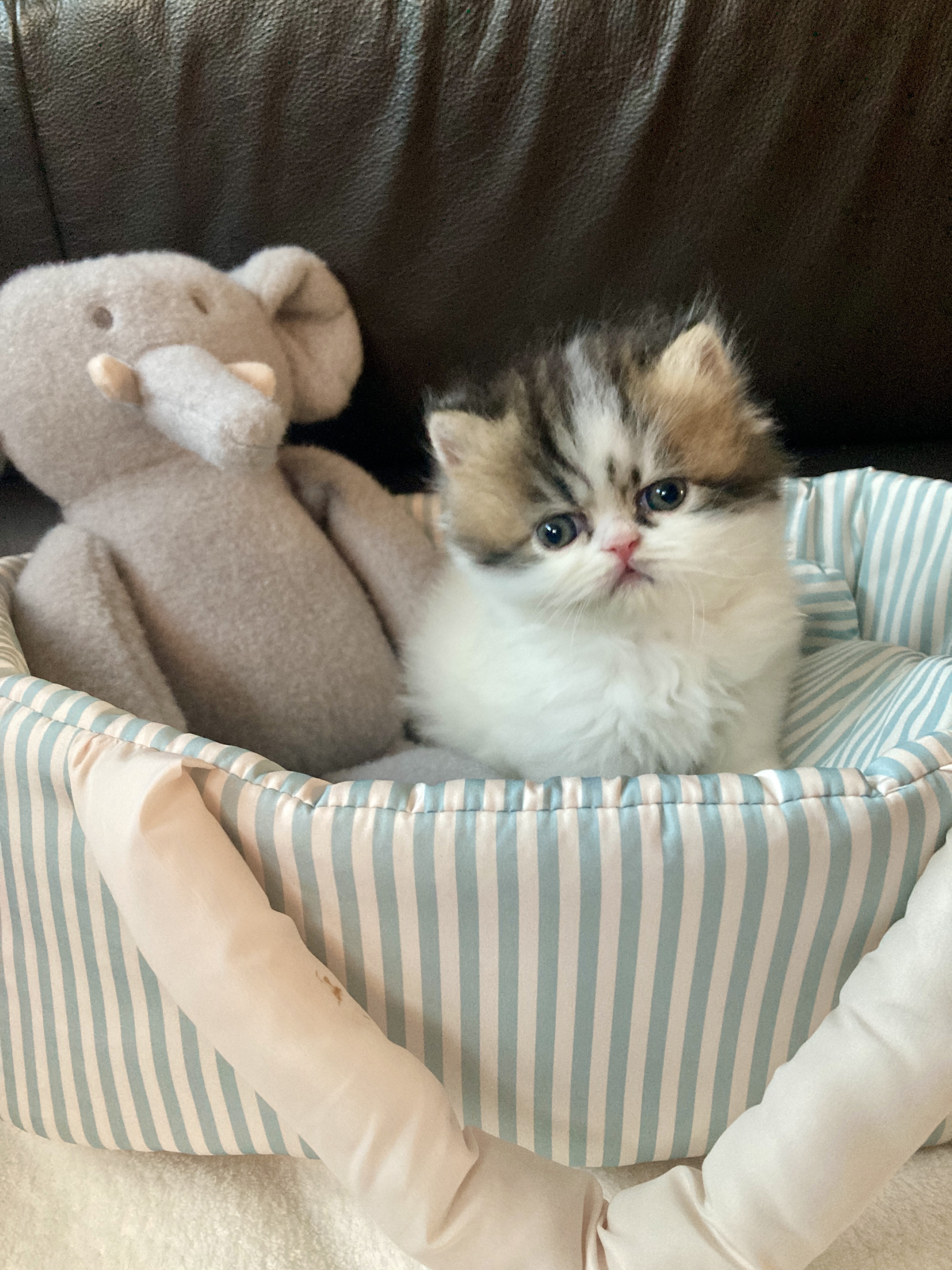 エキゾチックショートヘア子猫の写真