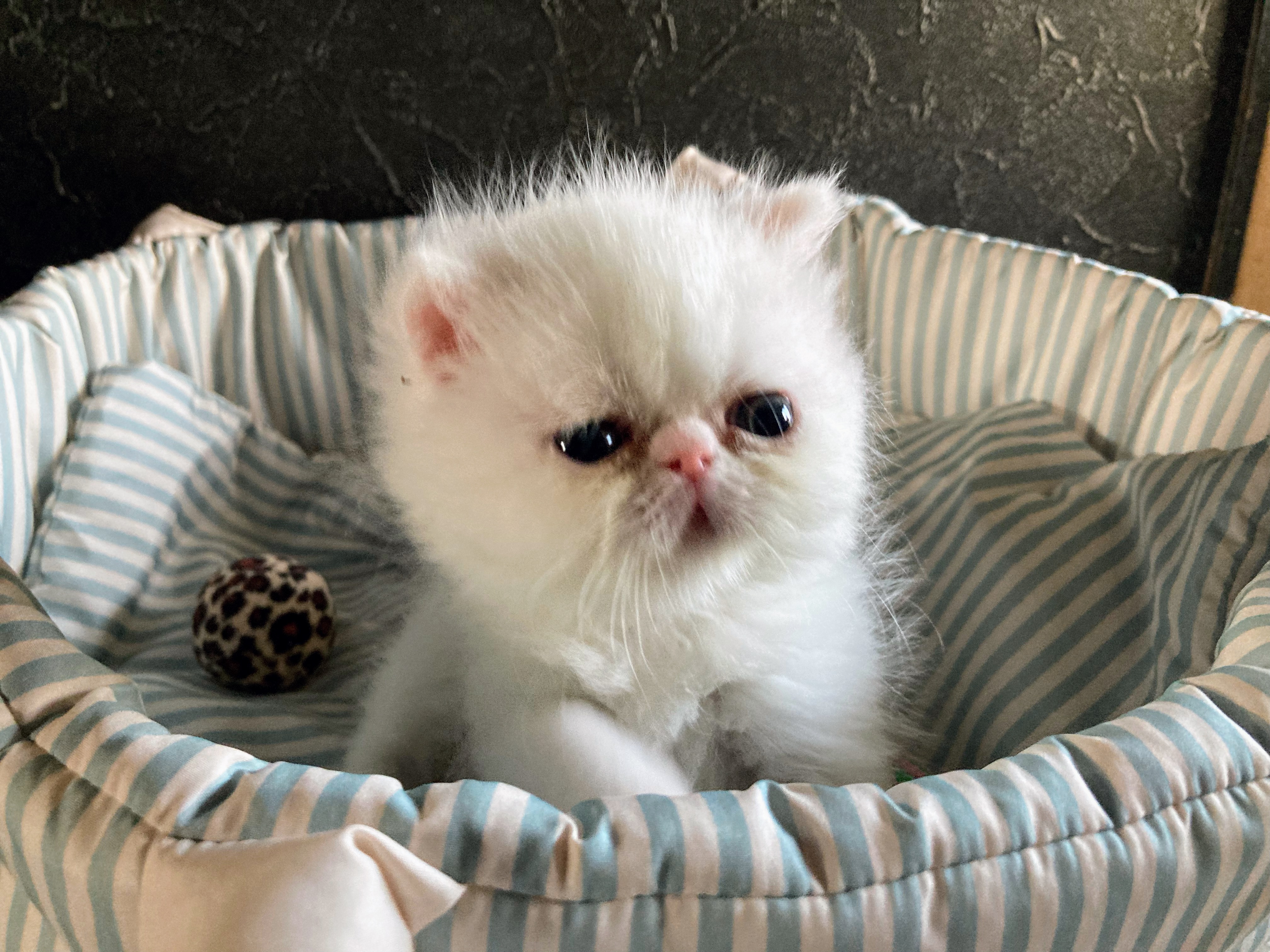 エキゾチックショートヘア子猫の写真
