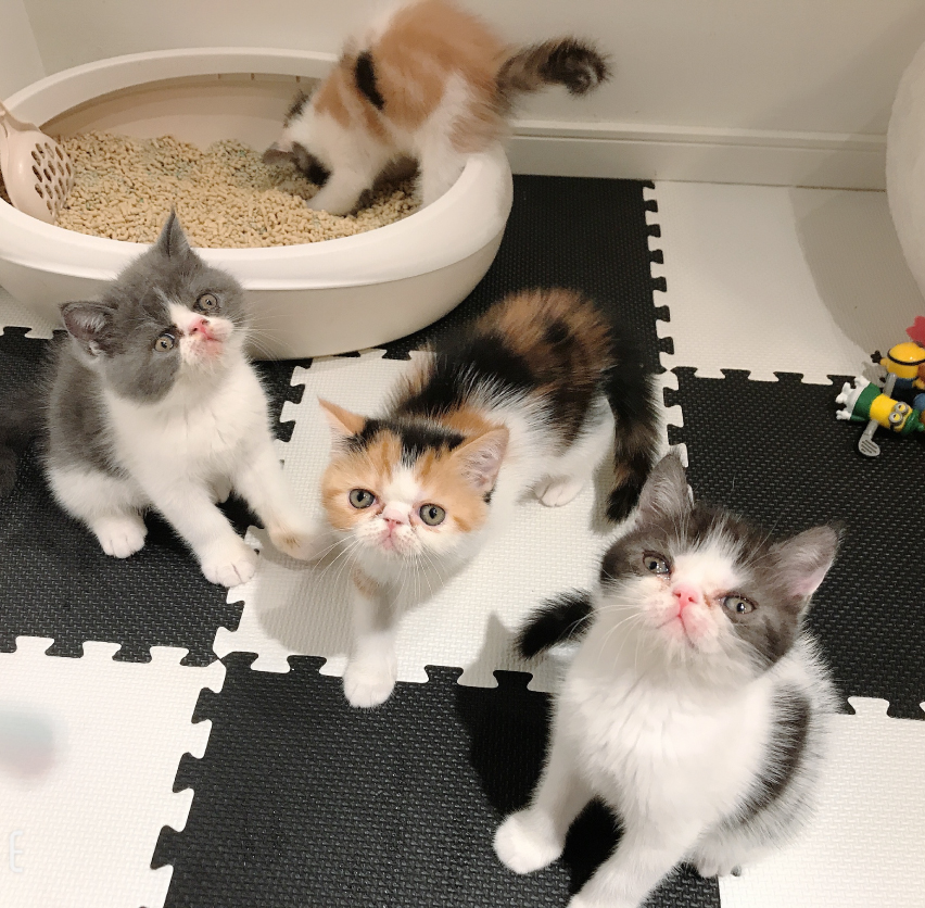 エキゾチックショートヘアの写真