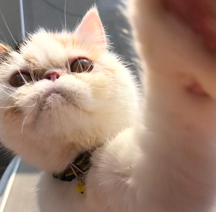 エキゾチックショートヘアの写真