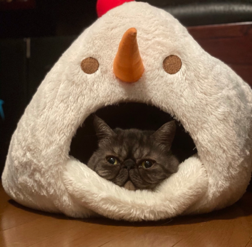 エキゾチックショートヘアの写真