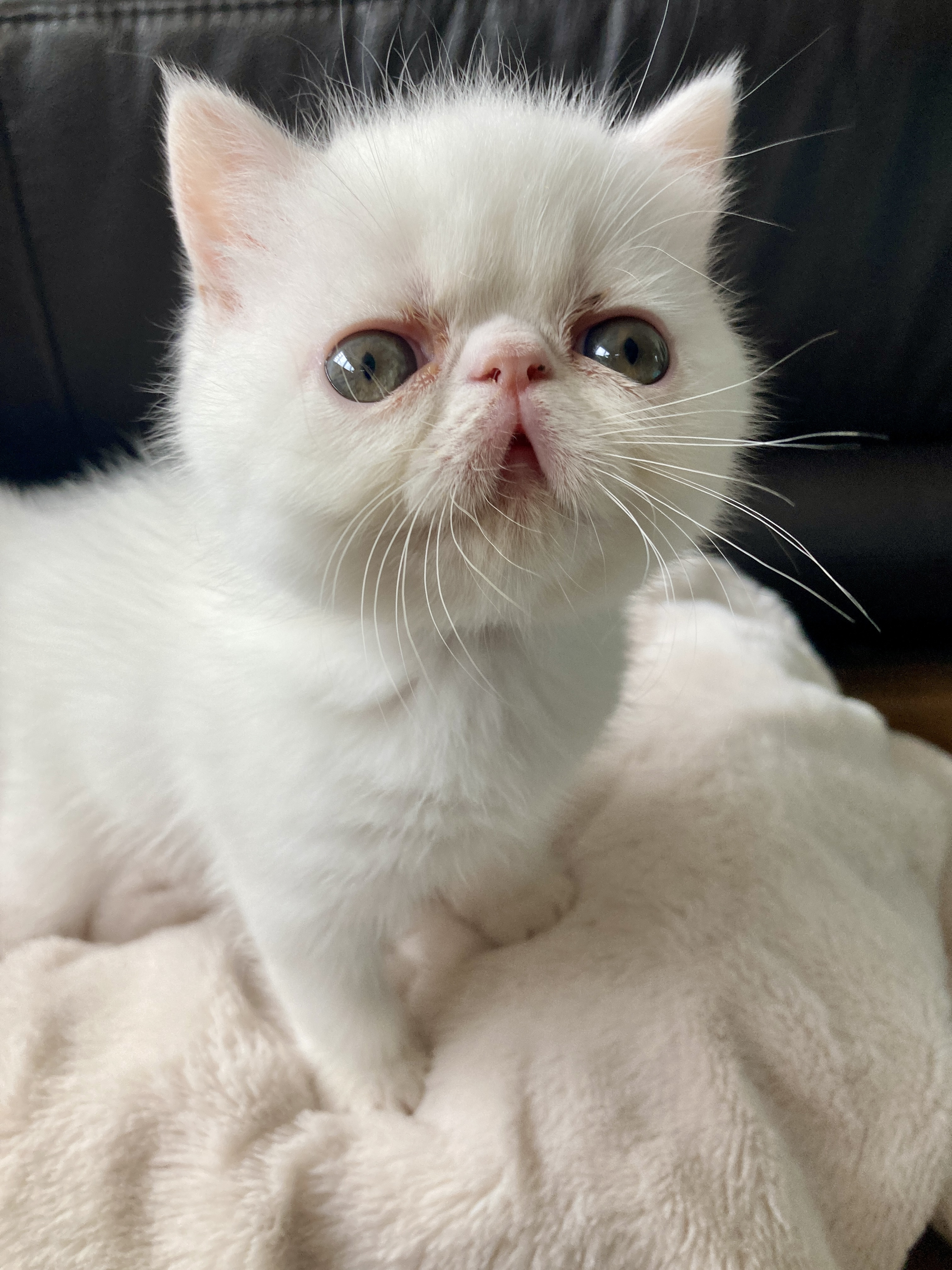 エキゾチックショートヘア子猫の写真