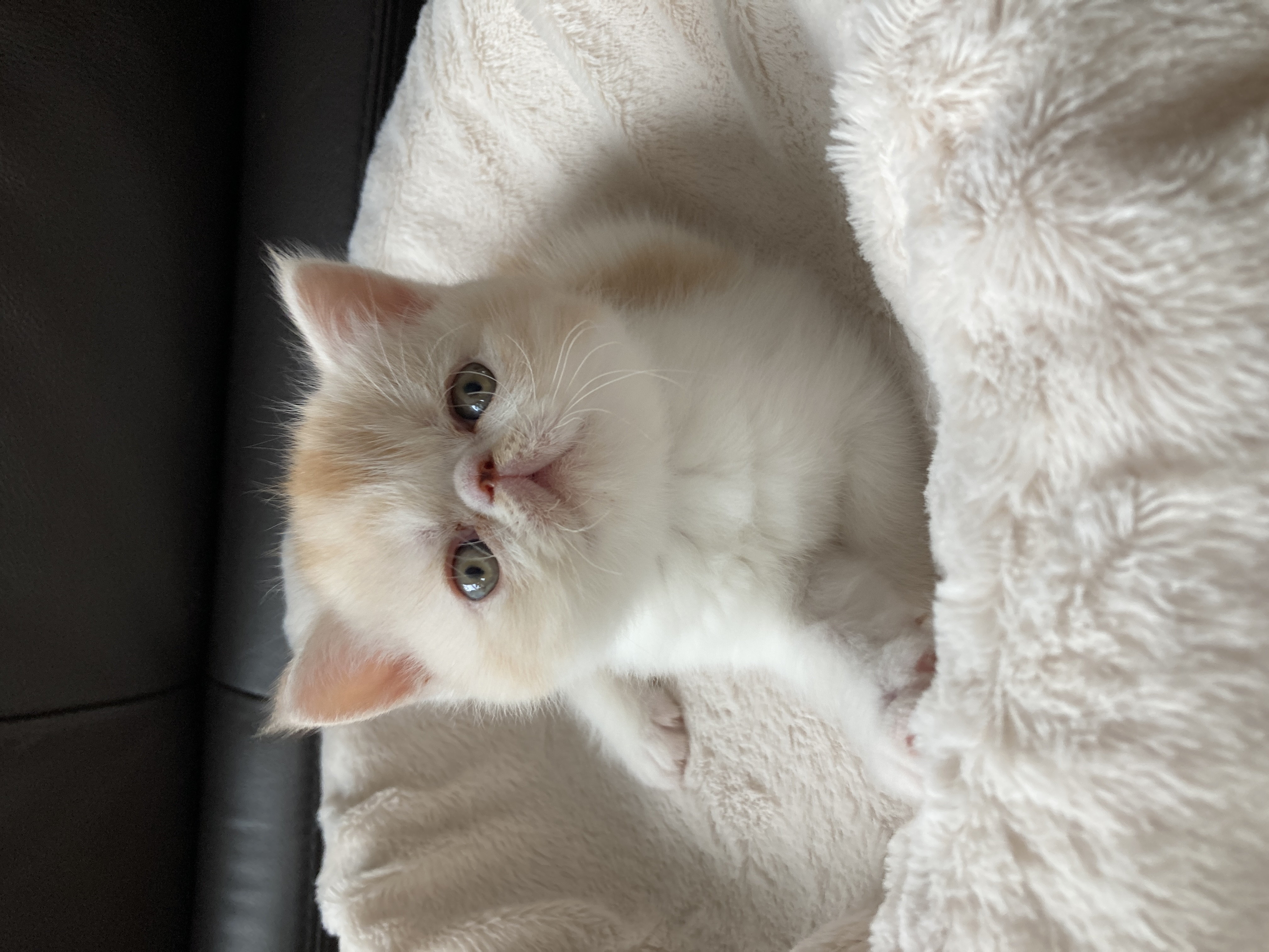 エキゾチックショートヘア子猫の写真